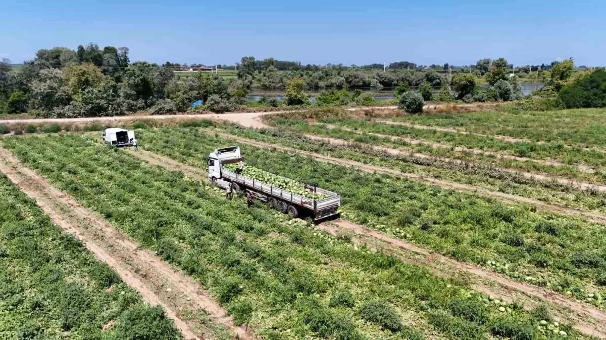 Bafra’da Kavun Karpuz Hasadı Devam Ediyor