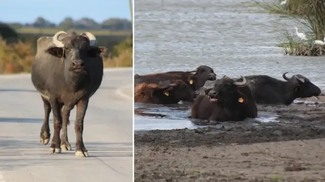 kizilirmak deltasi kus cenneti onemli bir manda varligini barindiriyor TpNztVQb