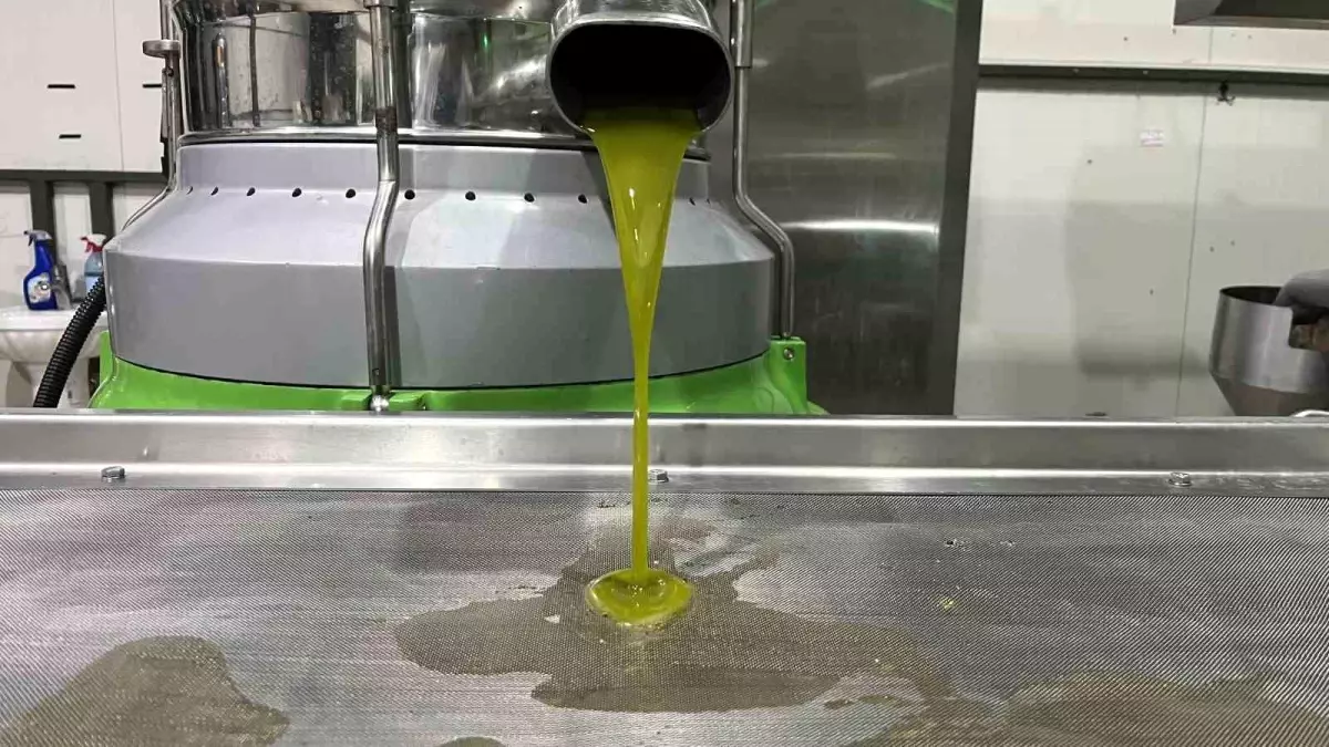 marmaranin ilk zeytinyagi sikimi iznikte gerceklesti fP1fp5Ny