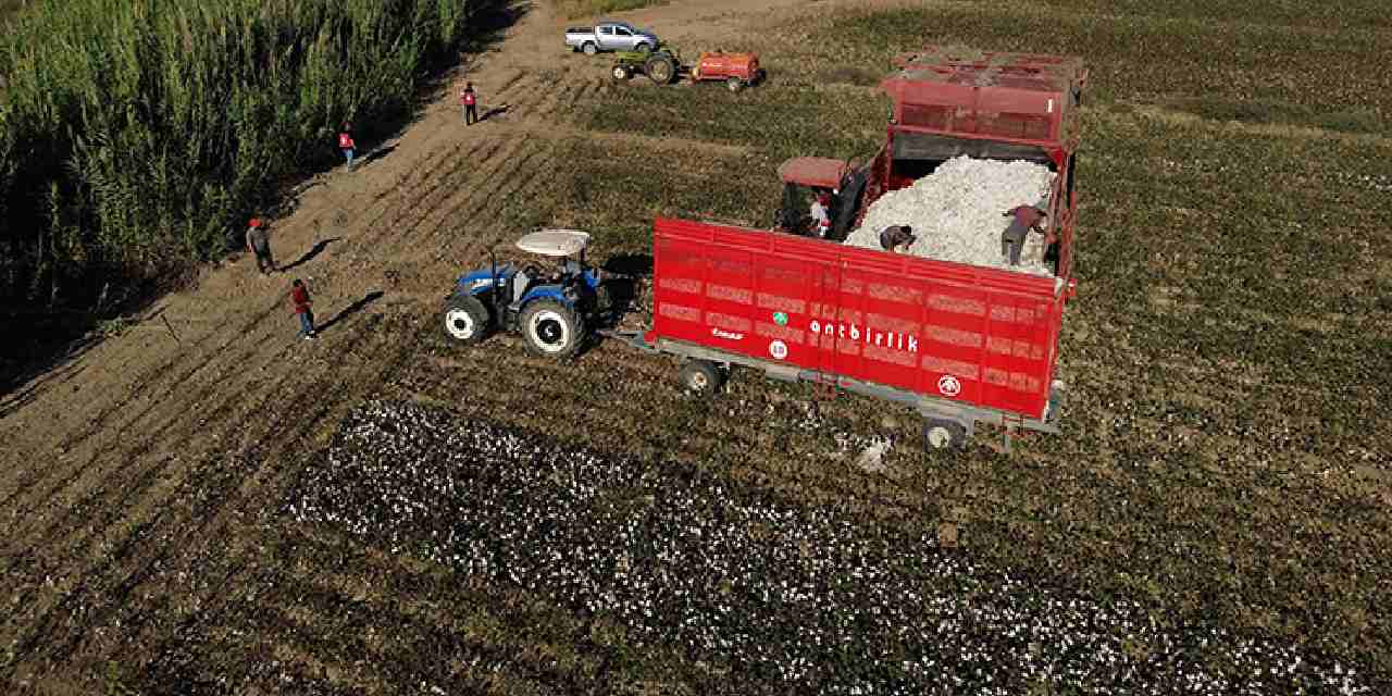 40 bin dekar alanda uretiliyor beyaz altin olarak biliniyor SbtHJ7Tp.jpg