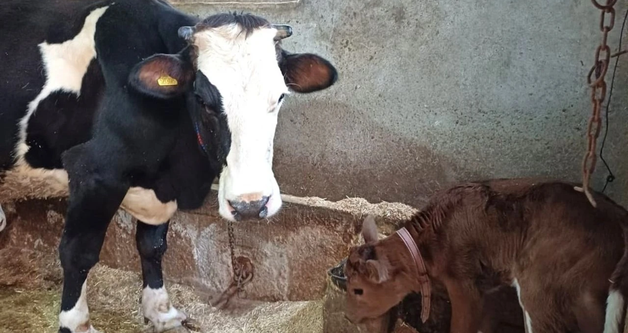 hayvancilikta devrim sut alerjisine karsi genleri susturulmus buzagilar dogdu dyeTVYJZ.jpg